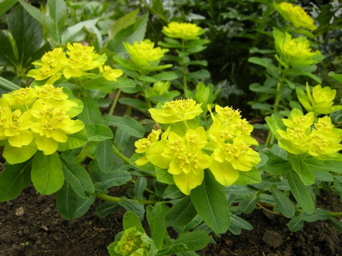 Yellow flowers of Euphorbia plant in garden
