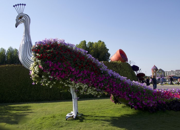 Peacock topiary decorated with petunias in Dubai Miracle Garden