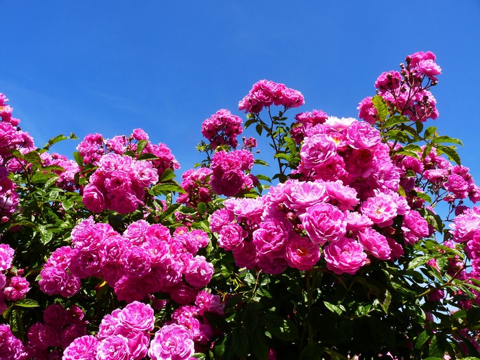 Many pink roses against a blue sky