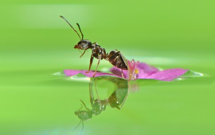 Ant on a pink flower petal floating on water