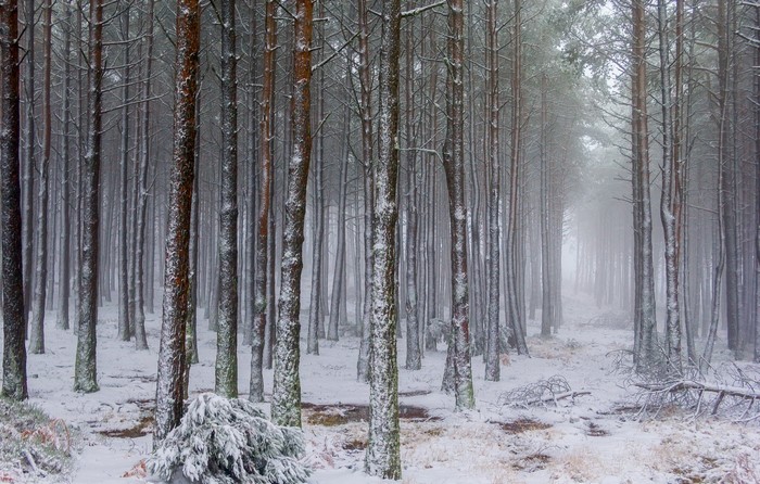 Snowy forest with tall pine trees