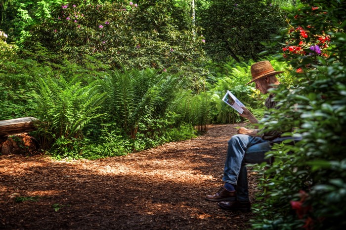 Man in Hat Reading in a Garden