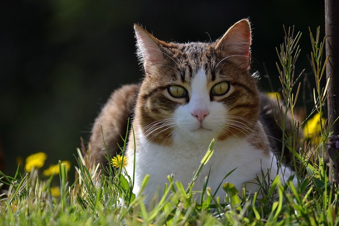Cat in Grass