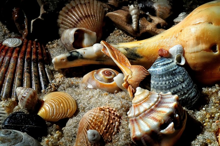 Seashells and sand closeup