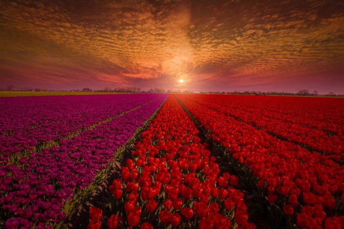 Field of Red and Purple Tulips at Sunset