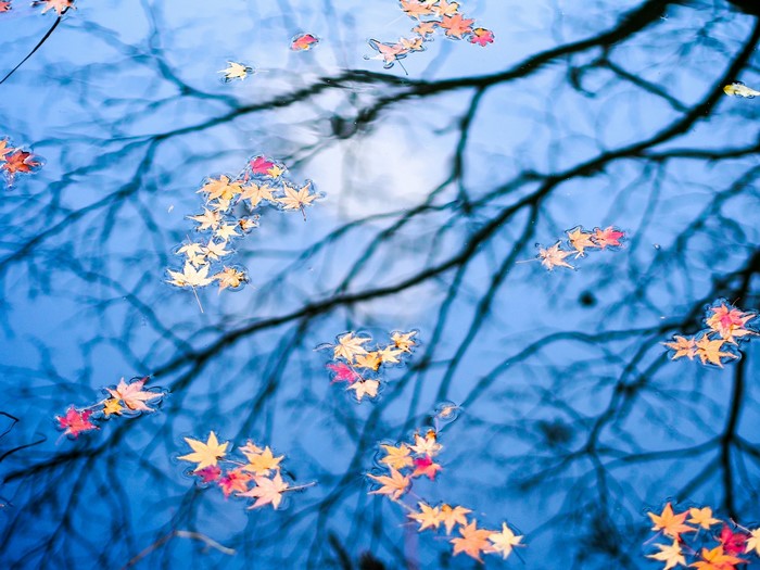 Autumn leaves floating on water with tree reflections