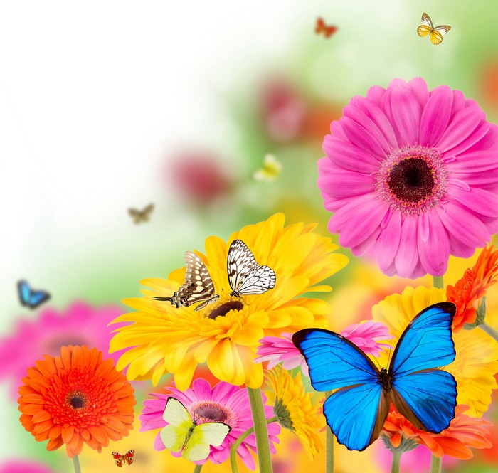 Butterflies and Gerbera Daisies