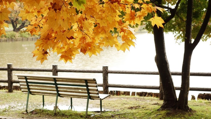 Autumn park with a bench by the pond