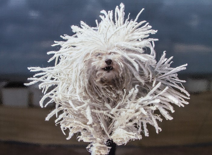 A white Komondor dog with corded fur