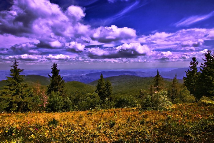 Mountain landscape with spruce trees and clouds in Ukraine
