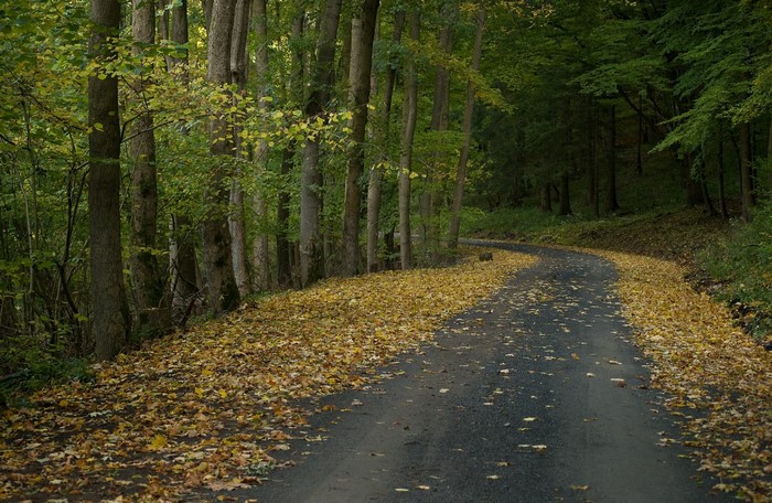 Autumn forest road covered in fallen leaves