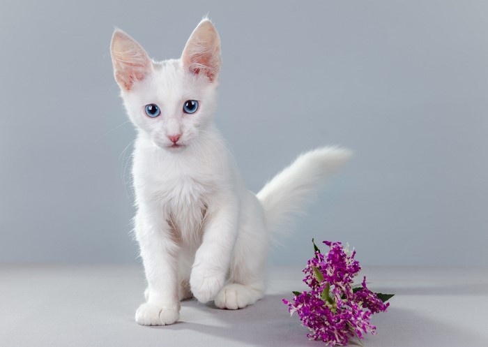 White kitten with blue eyes and purple flowers