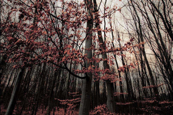 Autumn forest with bare trees and reddish leaves