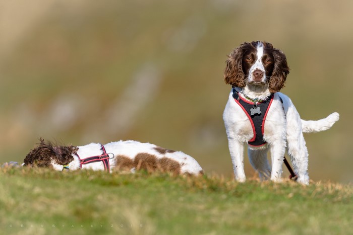 Two Springer Spaniels in a Field