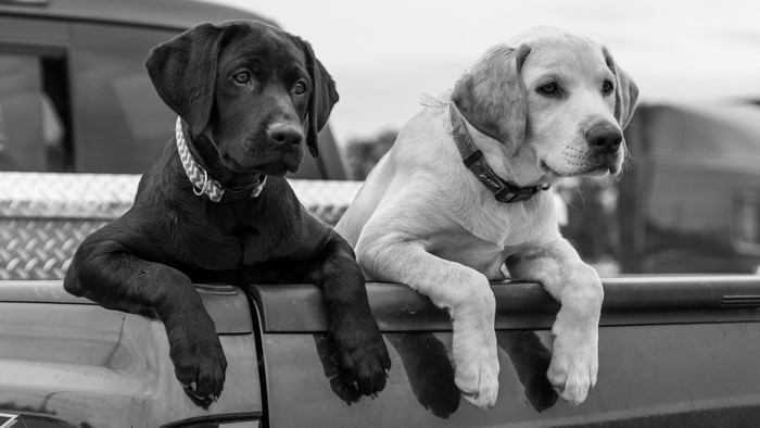 Two Labrador puppies in the back of a truck