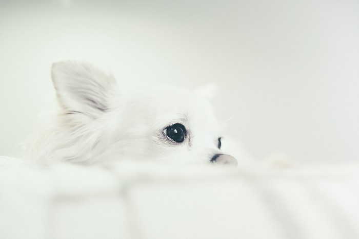 Close-up of a white Chihuahua dog's face