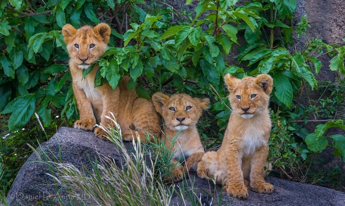 Three lion cubs sitting on a rock