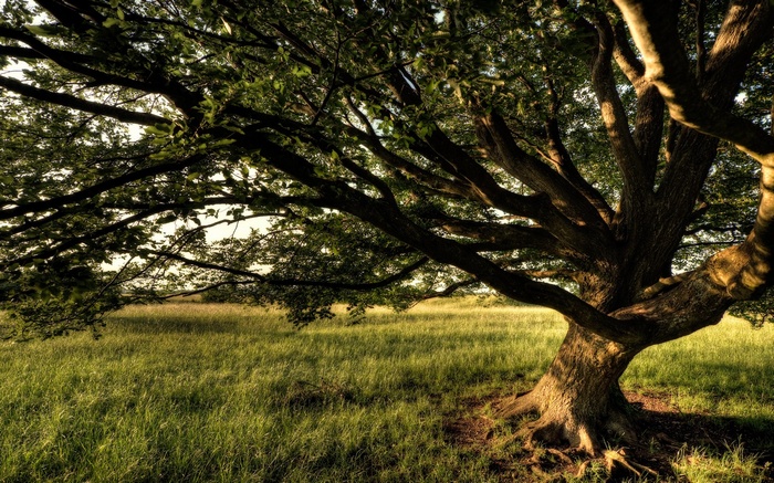 Large tree with sprawling branches in a grassy field