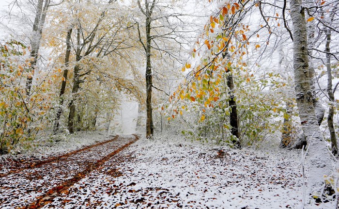 Forest path covered in snow and autumn leaves