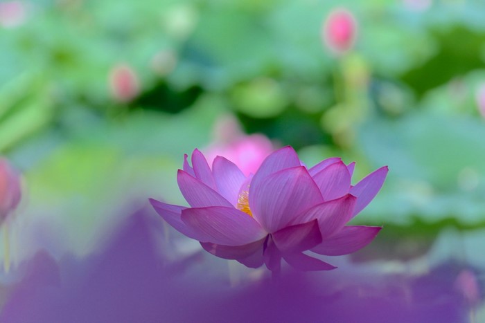 Pink lotus flower blooming in a pond
