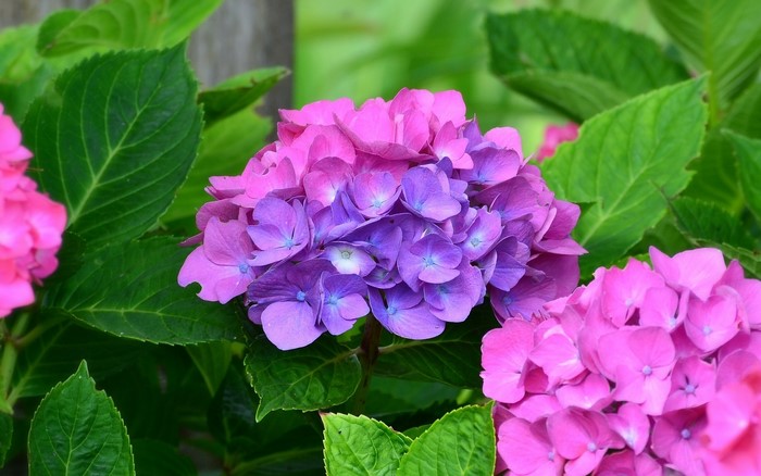 Close-up of pink and purple hydrangeas with green leaves