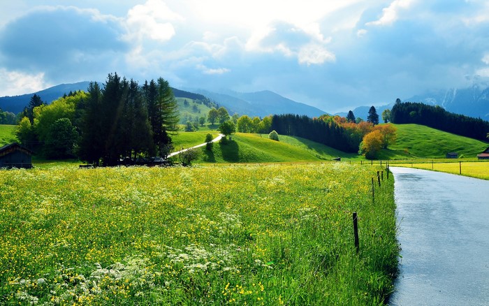 Road through a green meadow with trees and mountains