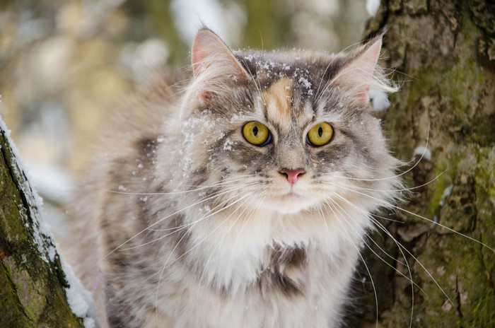 Fluffy cat with yellow eyes in the snow