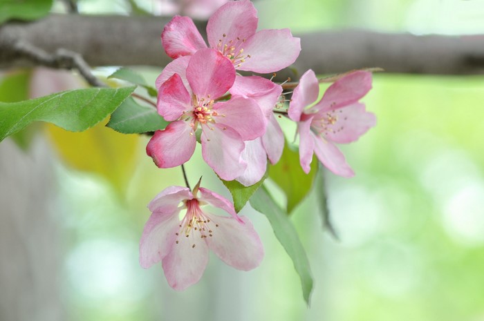 Pink cherry blossoms on a branch