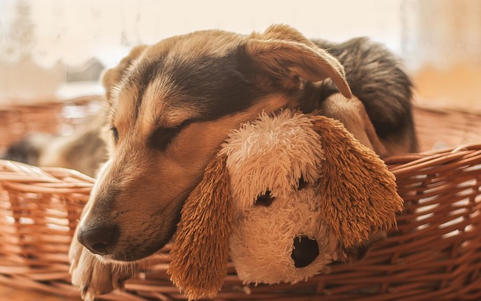 Puppy sleeping with a stuffed toy in a wicker basket