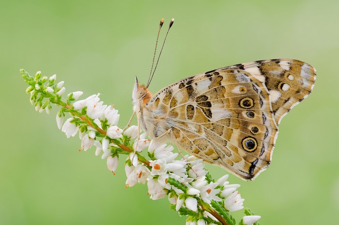 Painted Lady butterfly on white heather flowers