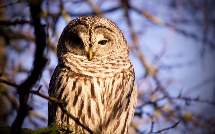 Barred owl perched on a tree branch