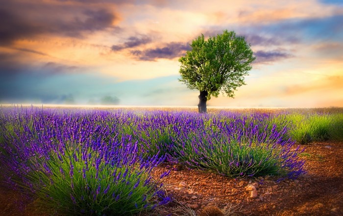 Lavender field with a lone tree at sunset