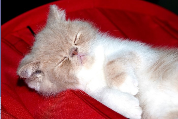 Cute kitten sleeping on red fabric