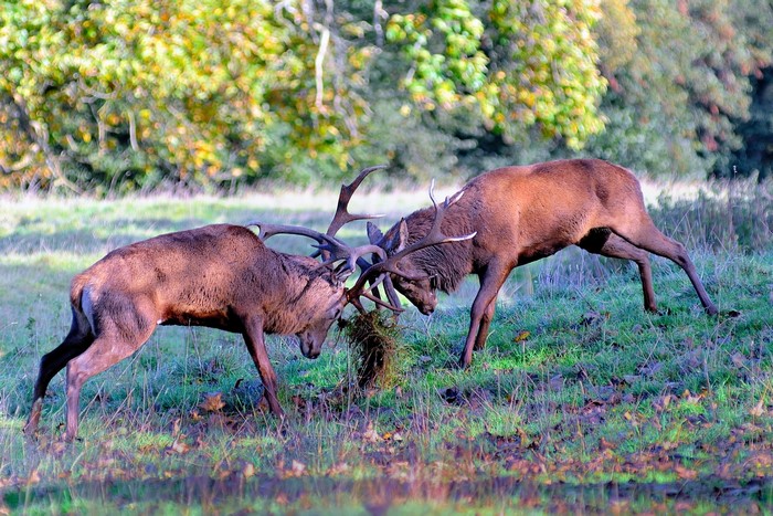 Two deer fighting with their antlers in a grassy field