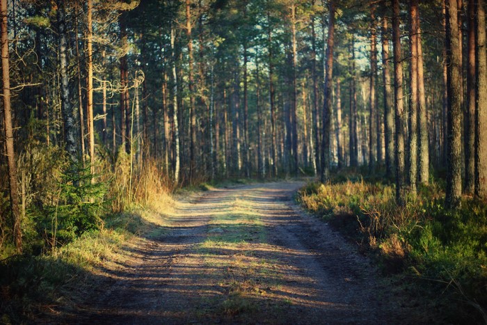 Dirt road through a sunlit pine forest