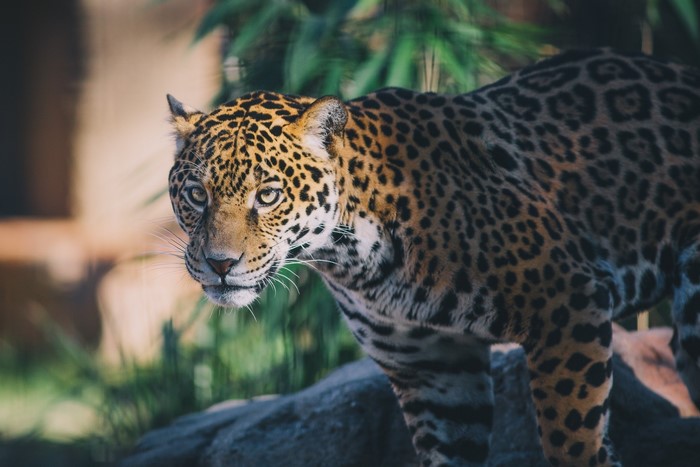 Jaguar looking intently