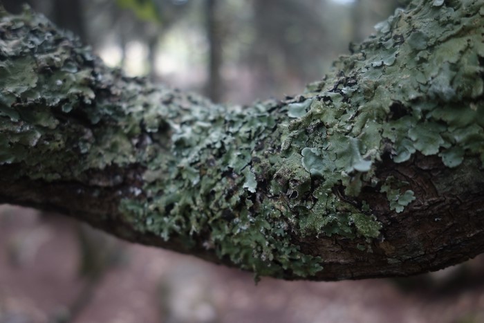 Close-up of a moss-covered tree trunk