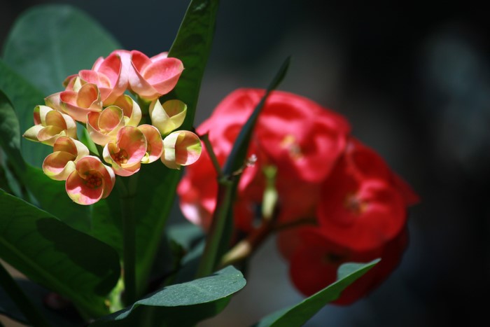 Close-up of pink and yellow flower buds