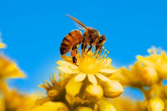 Bee collecting pollen from a yellow flower
