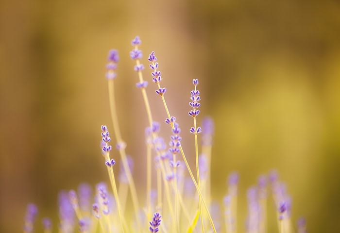 Lavender flowers in close-up