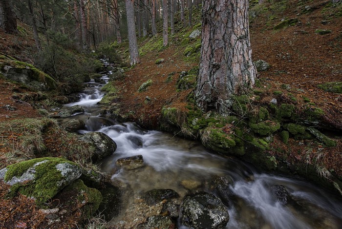 Stream flowing through a mossy forest in autumn
