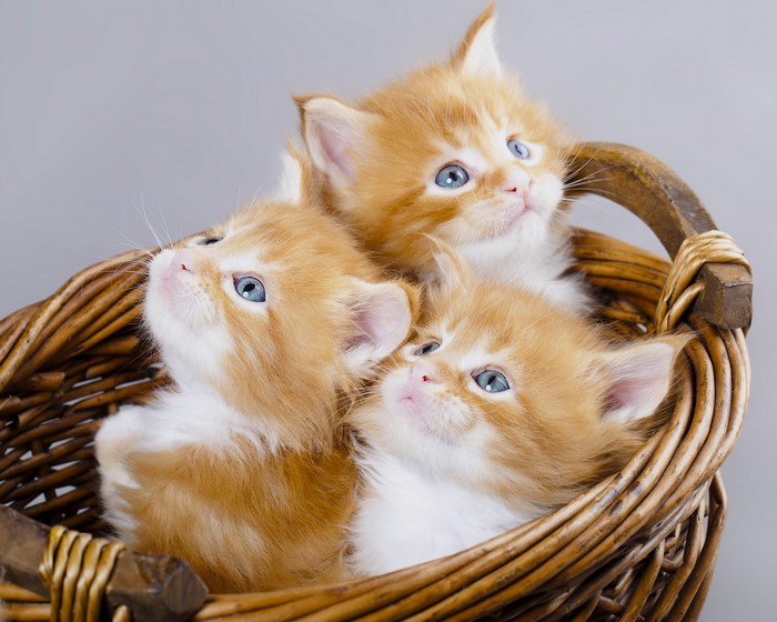 Three ginger kittens in a wicker basket
