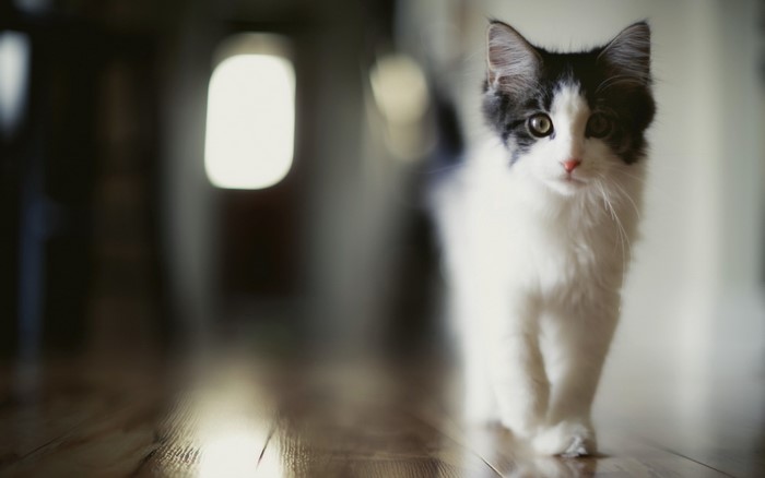 Black and white kitten walking on wooden floor