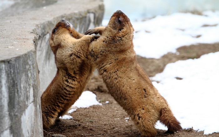 Two marmots wrestling near a concrete wall