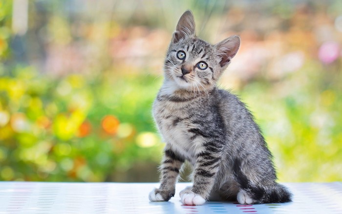 Tabby kitten sitting on a patterned surface with a blurred garden background