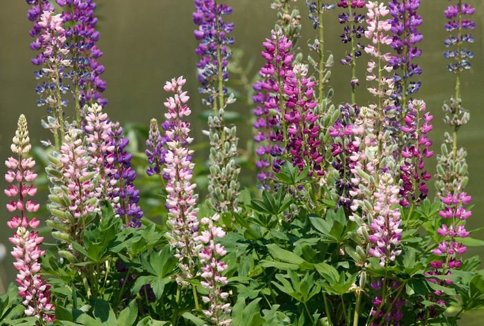 Lupinus flowers in bloom
