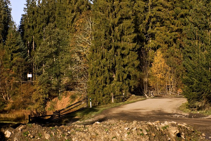 Road through a forest in Vorokhta, Ukraine