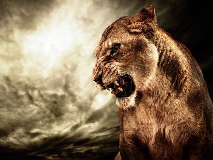 Lioness roaring against a stormy sky