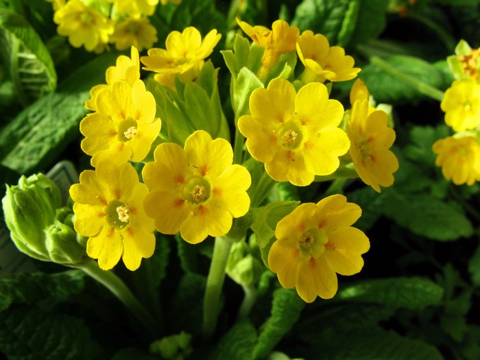 Yellow Primula flowers in close-up