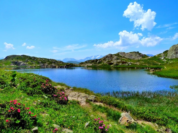 Lake and Mountains with Pink Flowers